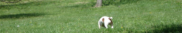 No charge Gay Video Chat Webpage England header image 2